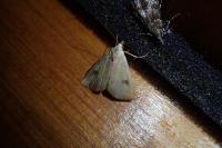 Rivula sericealis