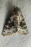 Hecatera bicolorata
