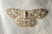 Scopula marginepunctata