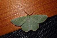 Thalera fimbrialis