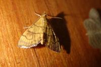 Anania verbascalis