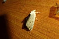 Cosmia trapezina