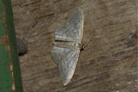 Idaea subsericeata