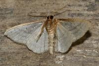 Idaea subsericeata