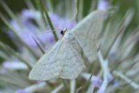 Idaea subsericeata