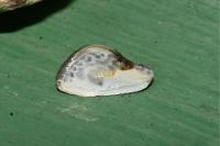 Cilix glaucata