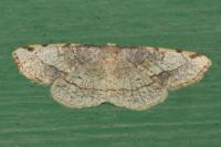 Stegania trimaculata