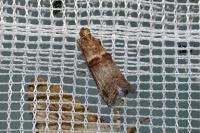 Acrobasis tumidana