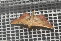 Endotricha flammealis
