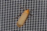 Katha depressa