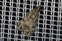 Eudonia mercurella