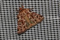 Lycophotia porphyrea