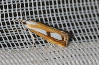Catoptria gr. permutatellus