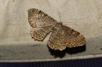 Rheumaptera undulata