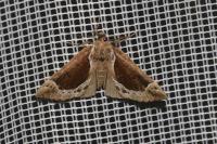 Hypena crassalis