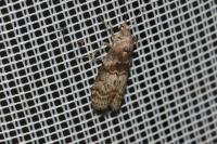 Phycita roborella