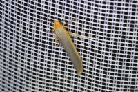 Manulea complana