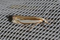 Crambus pascuella
