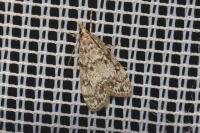 Eudonia lacustrata