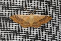Idaea aversata