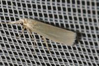 Crambus perlellus