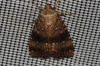Amphipyra berbera svenssoni