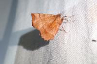Selenia dentaria