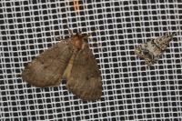 Ochropacha duplaris