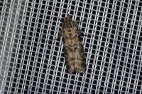 Dioryctria