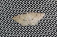 Cyclophora albipunctata