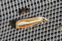 Catoptria margaritella
