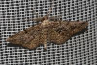 Peribatodes secundaria secundaria