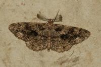 Peribatodes secundaria secundaria