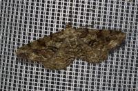 Peribatodes secundaria secundaria