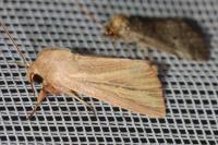 Mythimna pudorina