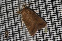 Hoplodrina blanda