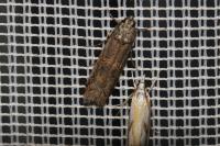 Pempelia palumbella