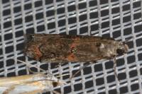 Pempelia palumbella