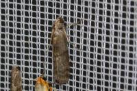 Pyla fusca