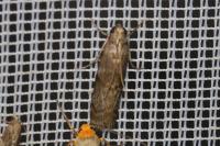 Pyla fusca