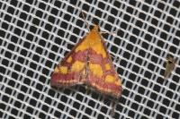 Pyrausta purpuralis