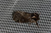 Drymonia obliterata