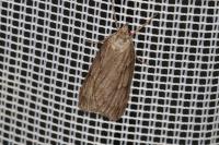 Pachycnemia hippocastanaria hippocastanaria