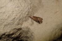 Schrankia costaestrigalis