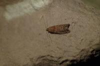 Ephestia woodiella/parasitella/elutella