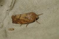 Cosmia affinis