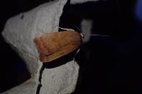 Noctua interjecta