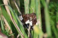 Tyta luctuosa