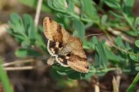 Heliothis viriplaca