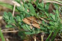 Heliothis viriplaca